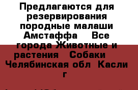 Предлагаются для резервирования породные малаши Амстаффа  - Все города Животные и растения » Собаки   . Челябинская обл.,Касли г.